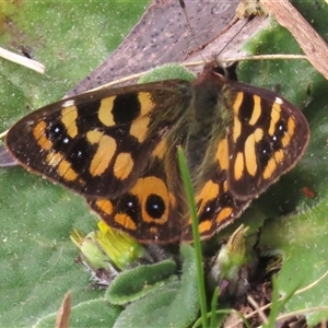 Argynnina cyrila at Mount Clear, ACT - 8 Nov 2024 10:30 AM