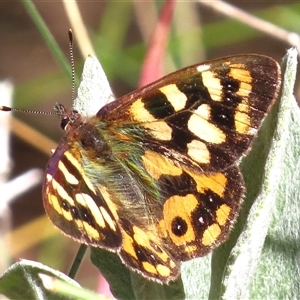 Argynnina cyrila at Mount Clear, ACT - 8 Nov 2024