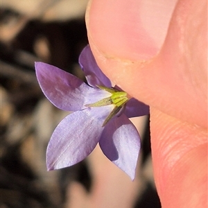 Wahlenbergia capillaris at Bungendore, NSW - 8 Nov 2024