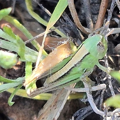 Bermius brachycerus at Bungendore, NSW - 8 Nov 2024 by clarehoneydove