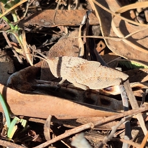 Goniaea australasiae at Bungendore, NSW - suppressed