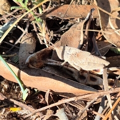 Goniaea australasiae at Bungendore, NSW - suppressed