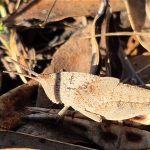 Goniaea australasiae at Bungendore, NSW - suppressed