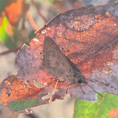 Trapezites phigalia (Heath Ochre) at Bungendore, NSW - 8 Nov 2024 by clarehoneydove