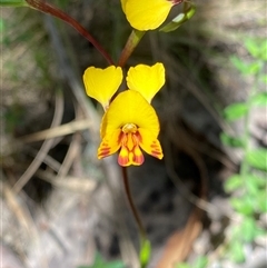 Diuris chryseopsis at Tharwa, ACT - 7 Nov 2024 by AshBP830