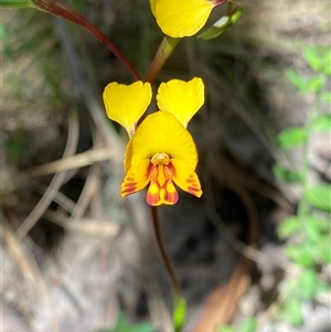 Diuris semilunulata at Tharwa, ACT - 8 Nov 2024