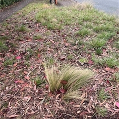 Nassella trichotoma (Serrated Tussock) at Higgins, ACT - 19 Oct 2024 by Untidy