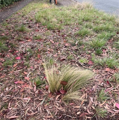 Nassella trichotoma (Serrated Tussock) at Higgins, ACT - 18 Oct 2024 by Untidy