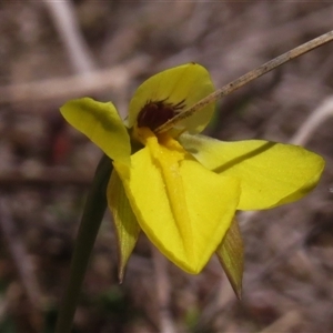 Diuris subalpina at Mount Clear, ACT - suppressed