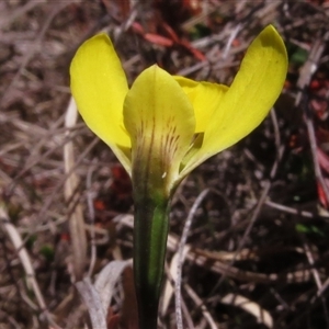 Diuris subalpina at Mount Clear, ACT - suppressed