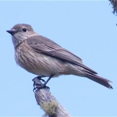 Pachycephala rufiventris (Rufous Whistler) at Mount Clear, ACT - 8 Nov 2024 by JohnBundock