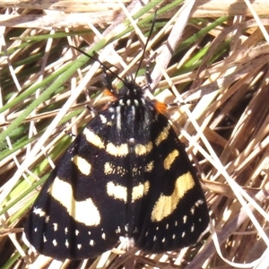 Phalaenoides tristifica at Mount Clear, ACT - 8 Nov 2024