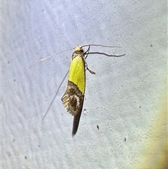 Edosa xystidophora (Tineid moth) at Ainslie, ACT - 7 Nov 2024 by Pirom