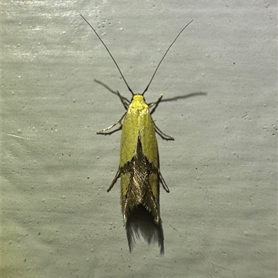 Opogona stereodyta (Tineid moth) at Ainslie, ACT - 6 Nov 2024 by Pirom