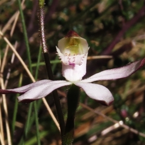 Caladenia moschata at Mount Clear, ACT - suppressed