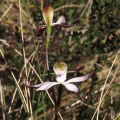 Caladenia moschata at Mount Clear, ACT - suppressed