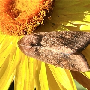 Helicoverpa (genus) at Acton, ACT - 8 Nov 2024 05:15 PM