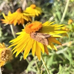 Helicoverpa (genus) at Acton, ACT - 8 Nov 2024 05:15 PM