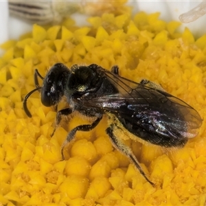 Lasioglossum (Homalictus) sphecodoides at Evatt, ACT - 6 Nov 2024 08:26 AM