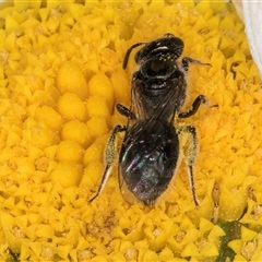 Lasioglossum (Homalictus) sphecodoides at Evatt, ACT - 6 Nov 2024 08:26 AM