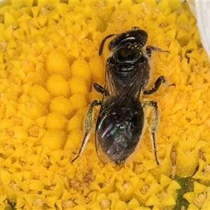 Lasioglossum (Homalictus) sphecodoides at Evatt, ACT - 6 Nov 2024