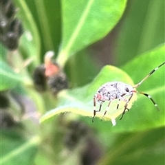 Unidentified Insect at Acton, ACT - 6 Nov 2024 by YellowButton