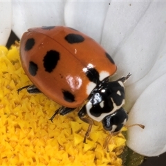 Hippodamia variegata (Spotted Amber Ladybird) at Evatt, ACT - 5 Nov 2024 by kasiaaus