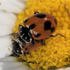 Hippodamia variegata at Evatt, ACT - 6 Nov 2024