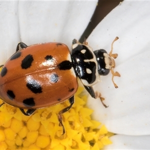 Hippodamia variegata at Evatt, ACT - 6 Nov 2024