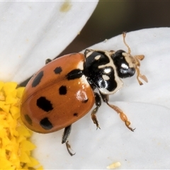 Hippodamia variegata at Evatt, ACT - 6 Nov 2024 08:56 AM