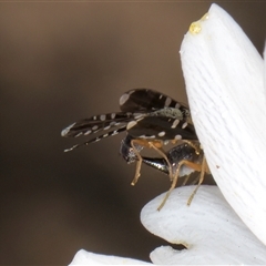 Spathulina acroleuca at Evatt, ACT - 6 Nov 2024