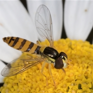 Sphaerophoria macrogaster at Evatt, ACT - 6 Nov 2024