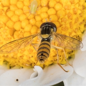 Sphaerophoria macrogaster at Evatt, ACT - 6 Nov 2024