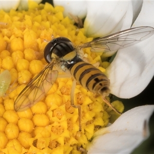 Sphaerophoria macrogaster at Evatt, ACT - 6 Nov 2024