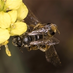 Lasioglossum (Chilalictus) sp. (genus & subgenus) (Halictid bee) at McKellar, ACT - 6 Nov 2024 by kasiaaus