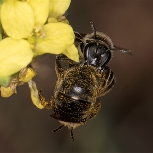 Lasioglossum (Chilalictus) sp. (genus & subgenus) at McKellar, ACT - 6 Nov 2024 08:37 AM