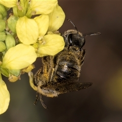 Lasioglossum (Chilalictus) sp. (genus & subgenus) at McKellar, ACT - 6 Nov 2024