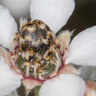 Anthrenus verbasci (Varied or Variegated Carpet Beetle) at McKellar, ACT - 5 Nov 2024 by kasiaaus