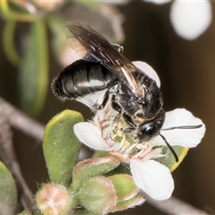 Euryglossa sp. (genus) (A native bee) at McKellar, ACT - 5 Nov 2024 by kasiaaus