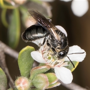 Euryglossa sp. (genus) at McKellar, ACT - 6 Nov 2024