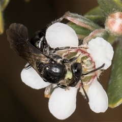 Euryglossa sp. (genus) at McKellar, ACT - 6 Nov 2024