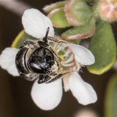 Euryglossa sp. (genus) at McKellar, ACT - 6 Nov 2024