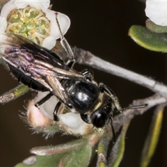 Euryglossa sp. (genus) at McKellar, ACT - 6 Nov 2024