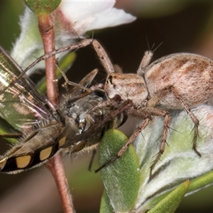 Oxyopes (genus) at McKellar, ACT - 6 Nov 2024 08:46 AM