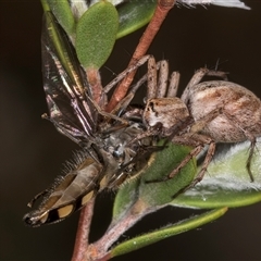 Oxyopes (genus) at McKellar, ACT - 6 Nov 2024 08:46 AM