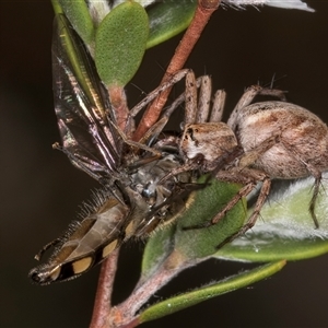 Oxyopes (genus) at McKellar, ACT - 6 Nov 2024 08:46 AM
