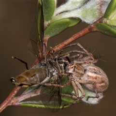 Oxyopes (genus) at McKellar, ACT - 6 Nov 2024 08:46 AM