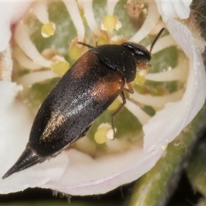 Mordellidae (family) at McKellar, ACT - 6 Nov 2024 08:48 AM