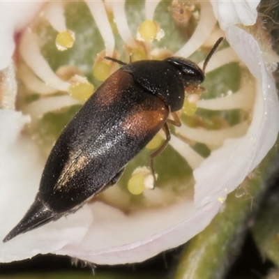 Mordellidae (family) (Unidentified pintail or tumbling flower beetle) at McKellar, ACT - 5 Nov 2024 by kasiaaus