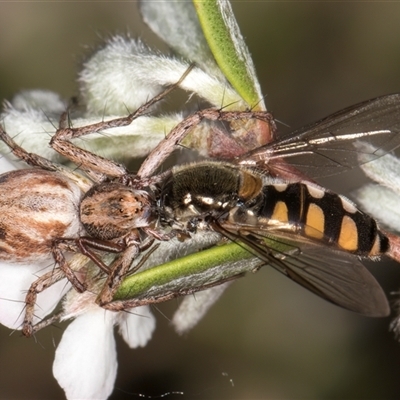 Oxyopes (genus) (Lynx spider) at McKellar, ACT - 6 Nov 2024 by kasiaaus